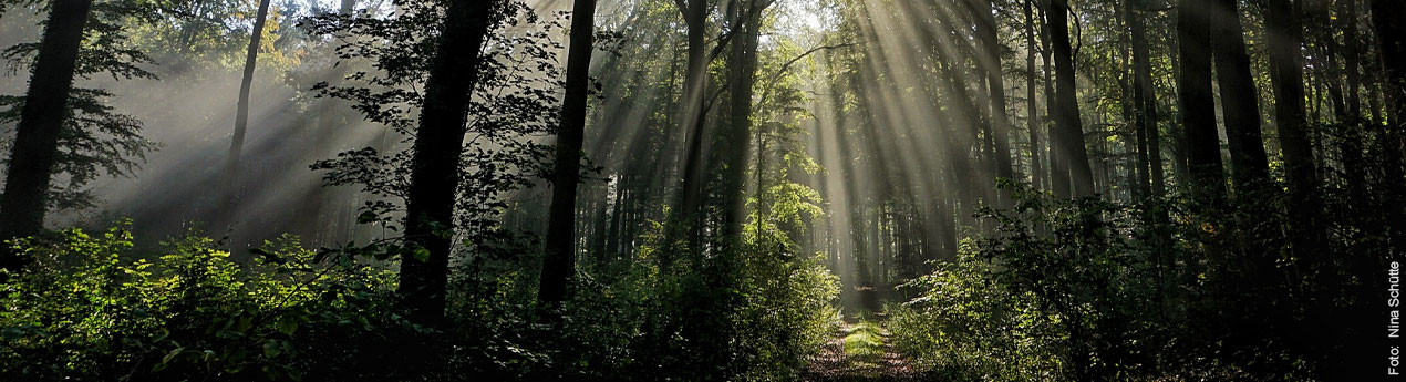 Wald im Sonnenschein; Bild: Nina Schütte